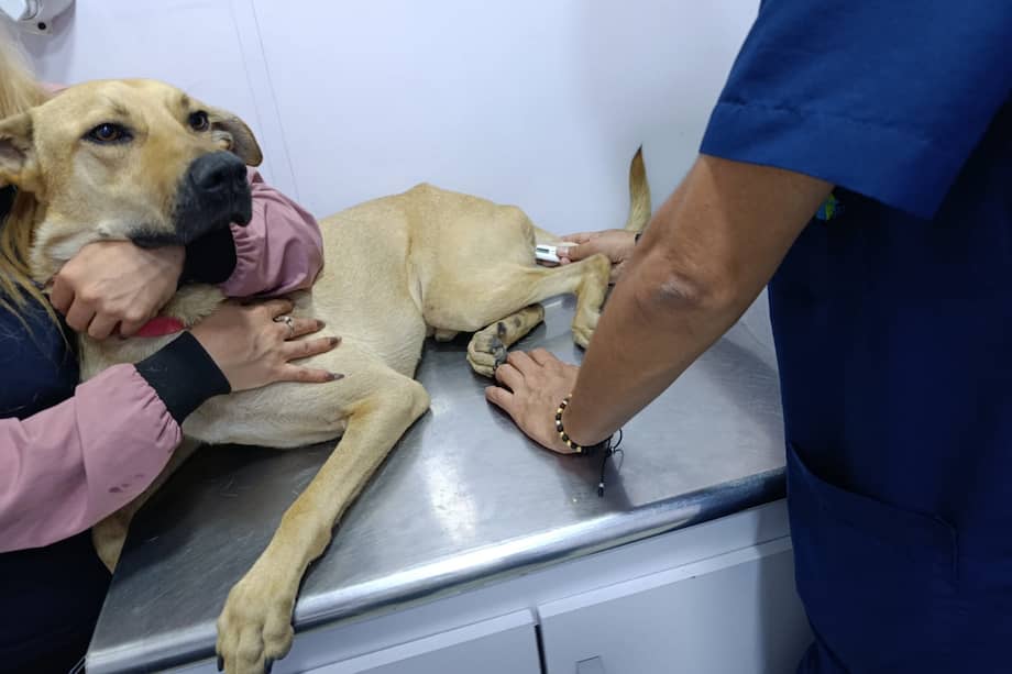 Tras ser rescatado de la calle, Pony enfrenta secuelas neurológicas que necesitan atención especializada.