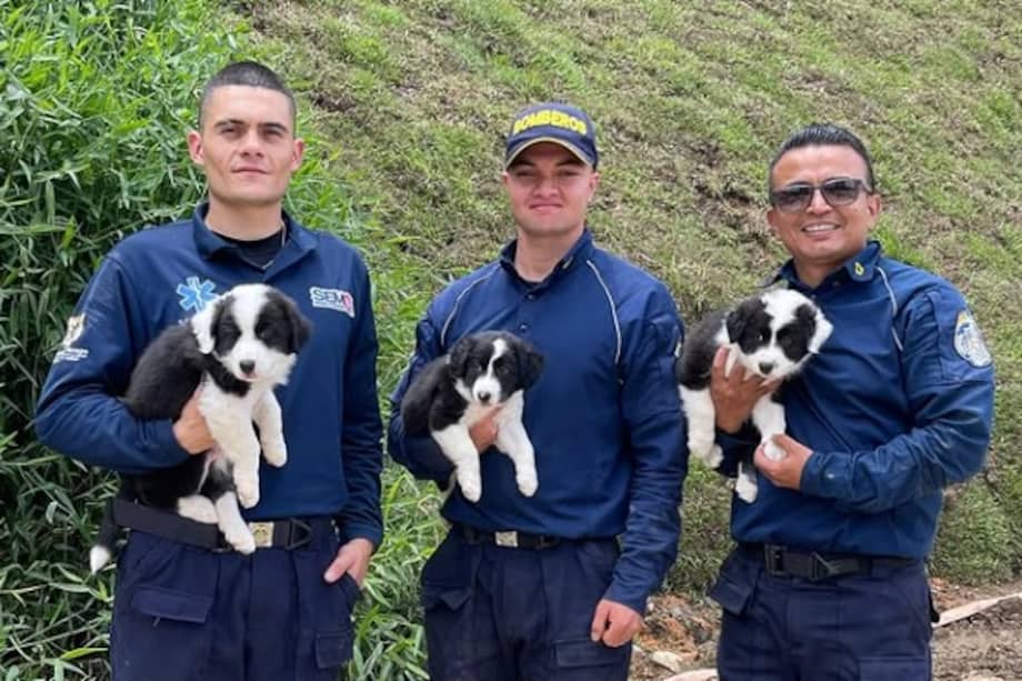 Los nuevos cachorros del equipo K9 comenzarán su proceso de formación junto a bomberos especializados para participar en misiones de rescate.