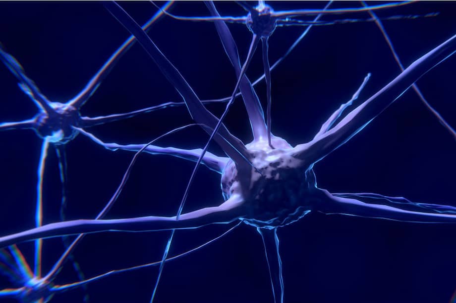 La evidencia científica ha demostrado que la inteligencia humana se apoya en la eficiencia con la que las neuronas procesan la información que entra al cerebro. / Pixabay