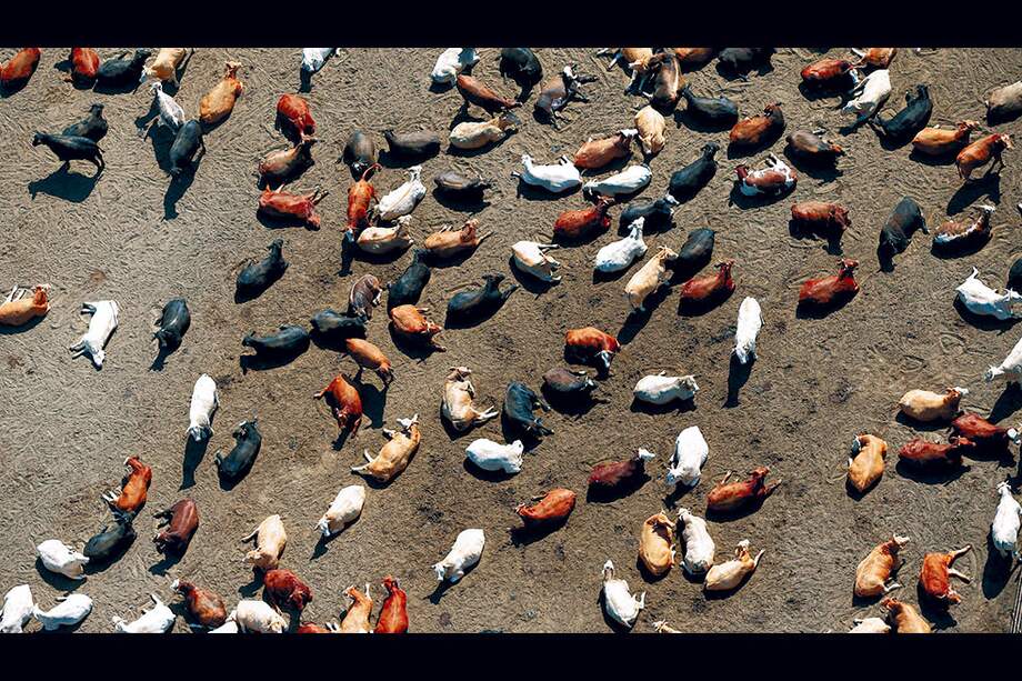 La industria ganadera gasta buena parte del agua en California. Sin embargo, no hay restricciones para el uso del líquido en este sector. / Reuters