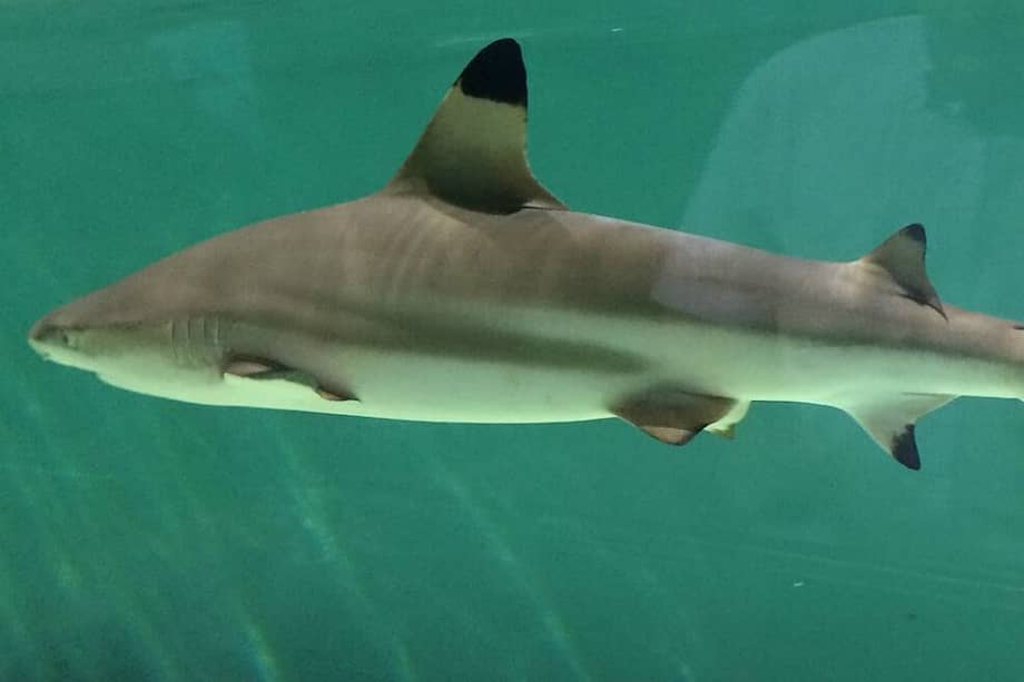 Imagen del tiburón de puntas negras (Carcharhinus limbatus), / Wikimedia - Creative commons - Hispalois