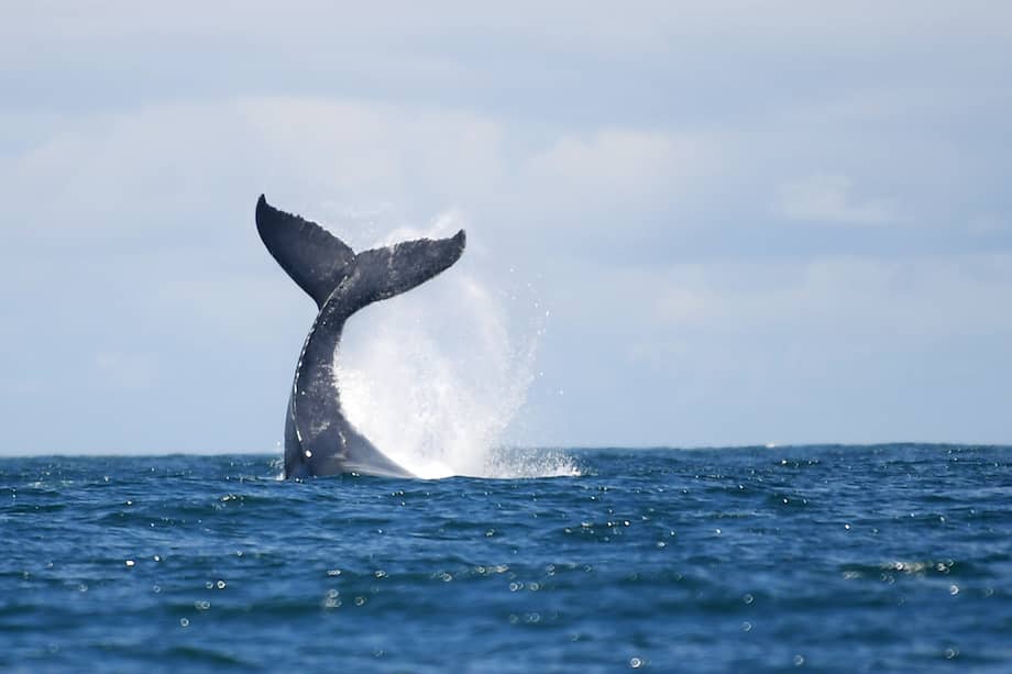Entre julio y octubre, las ballenas jorobadas llegan a las cálidas aguas del Pacífico colombiano.