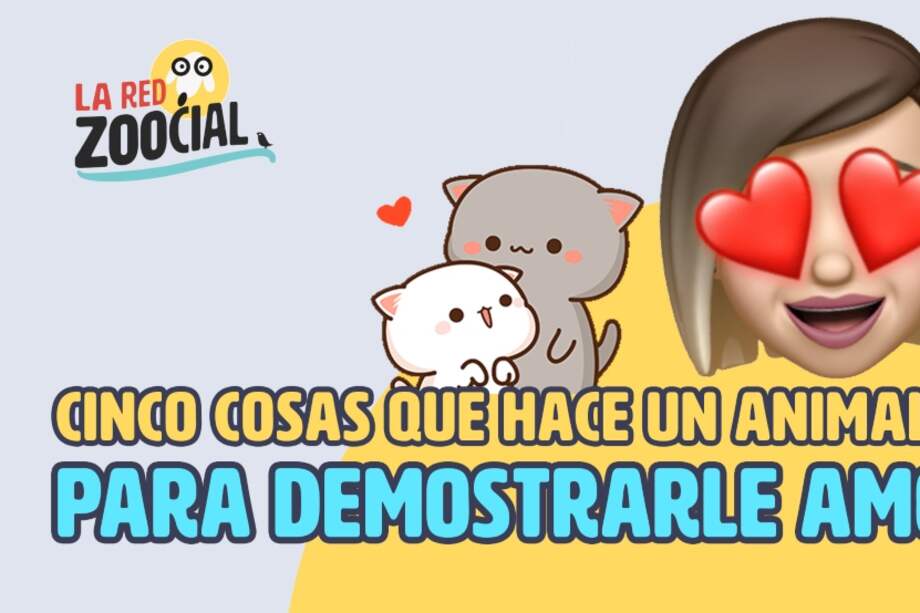 Su mascota tiene muchas formas de demostrarle cuánto lo quiere.