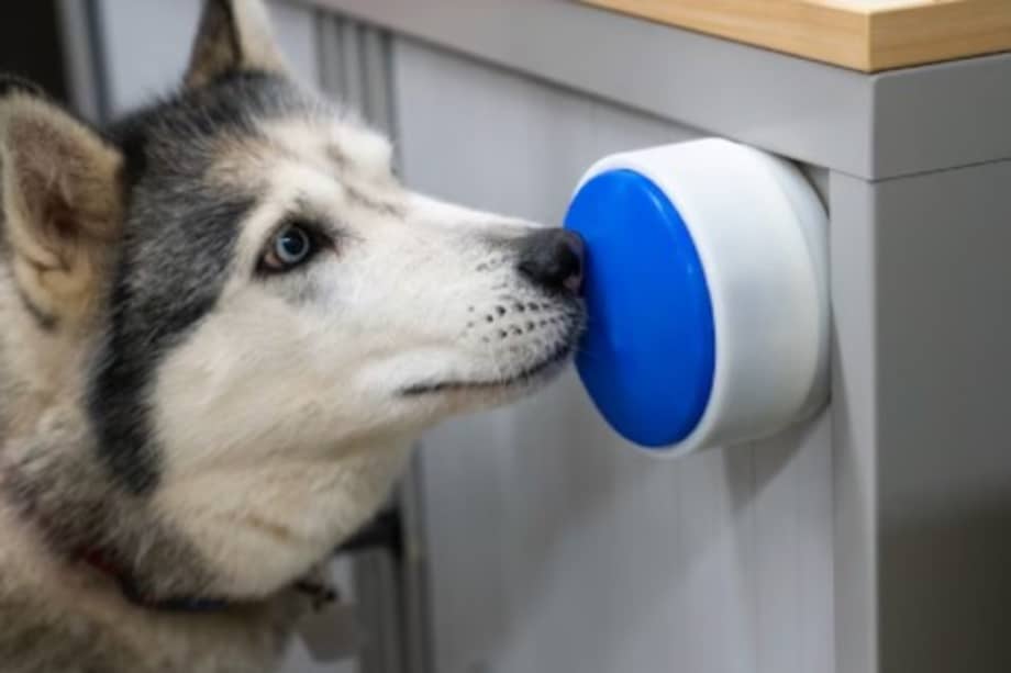 Los investigadores aseguran que el verdadero límite del invento está en la capacidad de aprendizaje del perro.