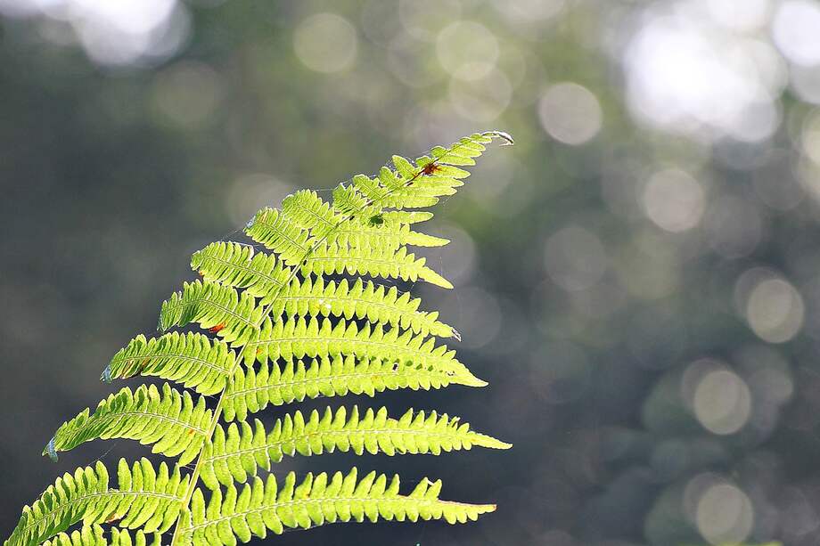 Aunque varios estudios han investigado el papel del estrés térmico urbano en la evolución de los animales, sus efectos en la evolución de las plantas permanecen en gran medida inexplorados.