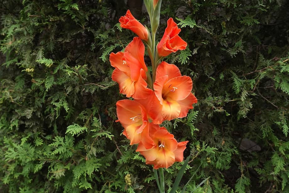 Es una planta fácil de cuidar, pero sus flores son delicadas.