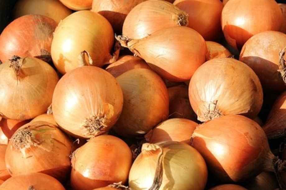 Las cebollas amarillas son ricas en antioxidantes, vitaminas y minerales, como la vitamina C, el ácido fólico, el potasio y el manganeso. También tienen propiedades antiinflamatorias y pueden apoyar la salud cardiovascular, y, además, tienen un ciclo de crecimiento relativamente rápido, lo que le permite cosecharlas en un período de tiempo más corto en comparación con otras verduras