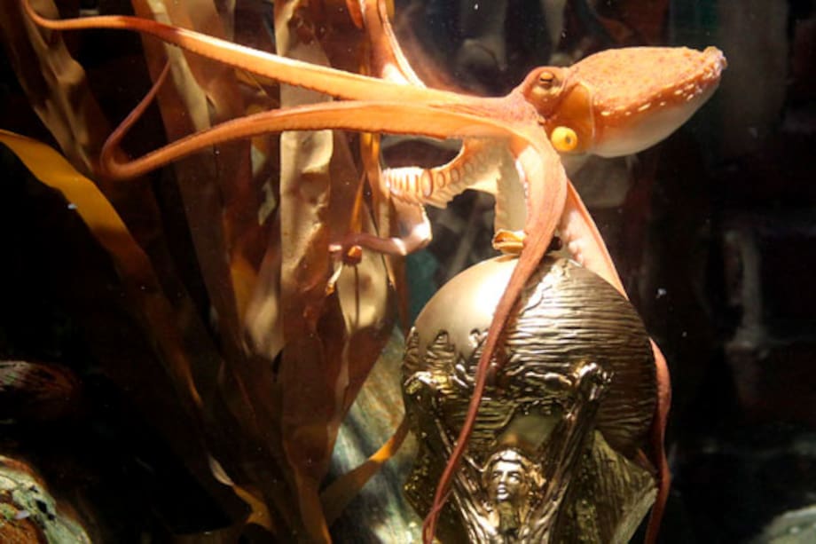 Pulpo, la mascota más apetecida en India