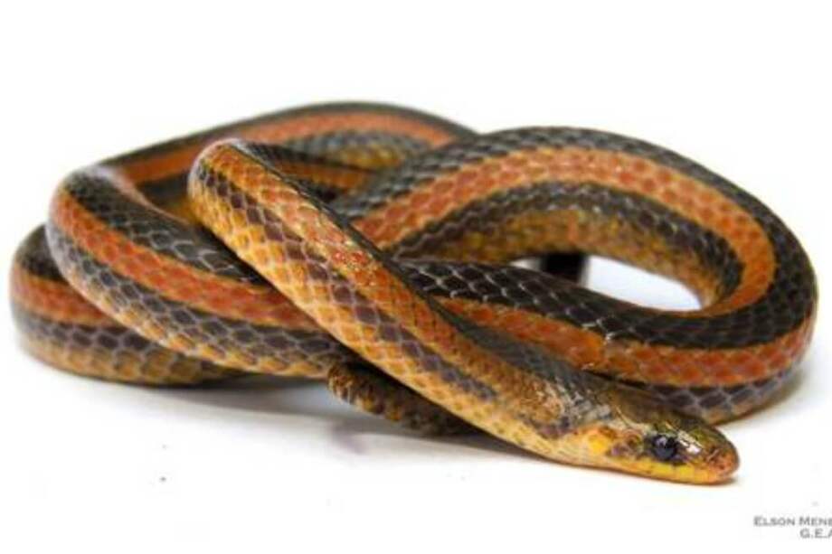 La “Atractus marthae” fue descubierta en Santander por el investigador Elson Meneses Pelayo. / Elson Meneses Pelayo/UIS