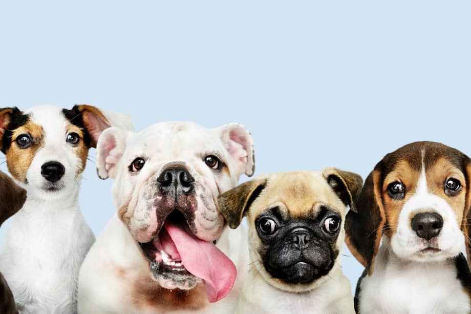 Esta iniciativa busca promover el bienestar animal y fomentar la adopción responsable en la ciudad.