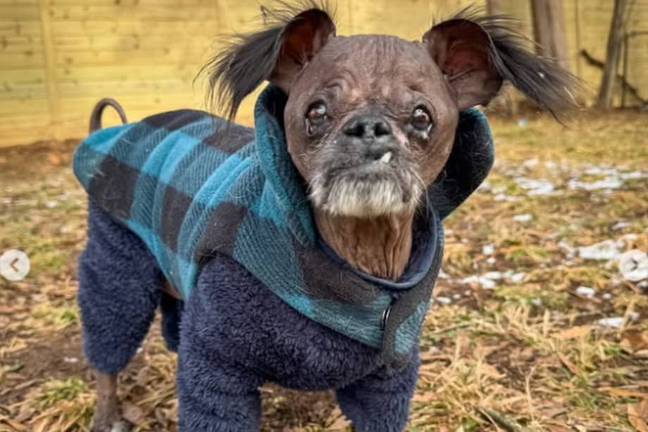 Jean, su rescatista, es la coordinadora de adopción en Hope Animal Rescue, ubicado en Carolina del Norte, Estados Unidos.
