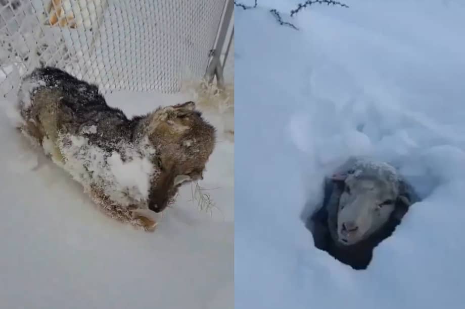Actualmente, hay 11 provincias en Alerta Roja.