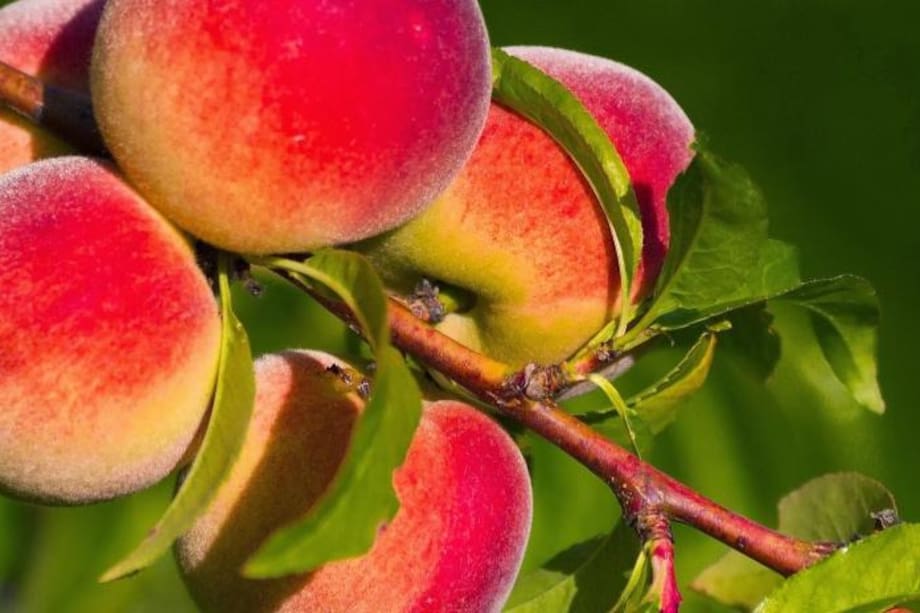 Durazno: ayuda a bajar de peso y otros beneficios para tu salud