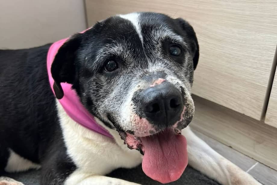 Cuando alguien decide mirar a un perrito mayor con amor y abrirles un espacio en su vida, ellos lo recompensan