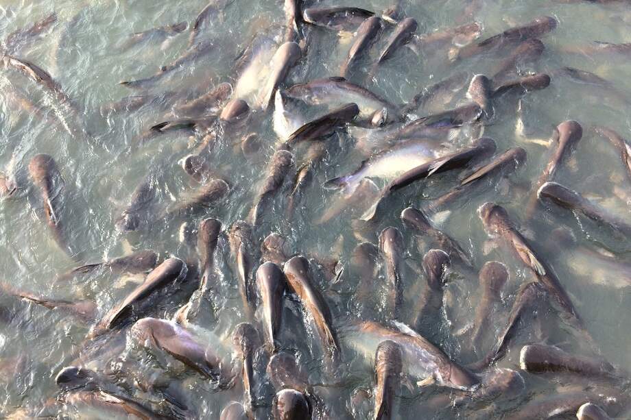 El pez basa llega a medir 1,3 metros y pesar 44 kilos. Puede desarrollarse en condiciones difíciles.