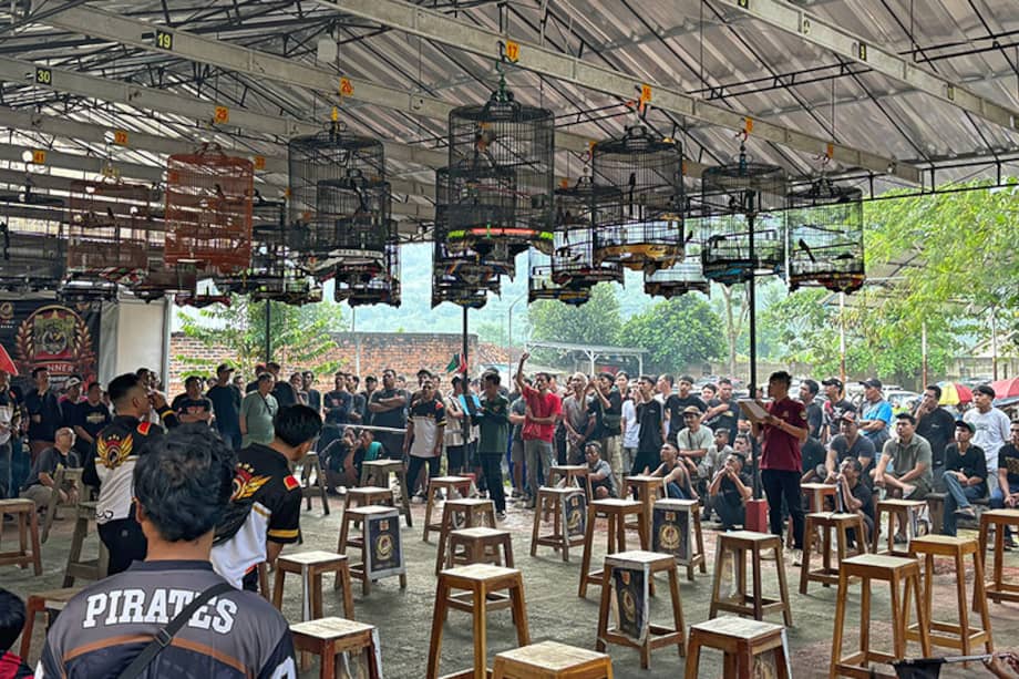 Desde los años setenta, los concursos de pájaros cantores han ganado popularidad en toda Indonesia. Con premios como cabras, motocicletas, relojes y dinero (a veces por un valor equivalente a hasta 10 años de salario), estos eventos están animando a multitudes de personas a tener pájaros cantores como mascotas.
