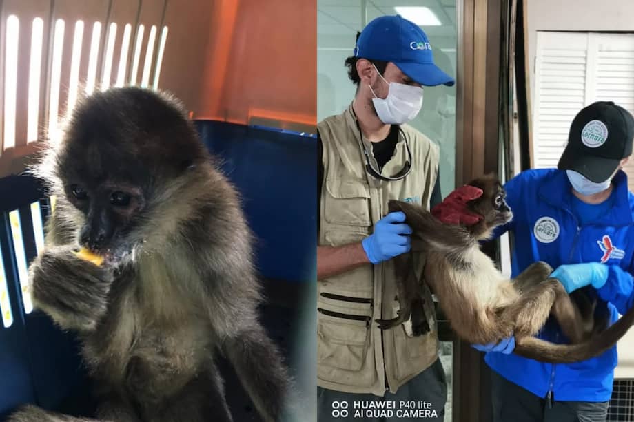 El mono araña de geoffroy es clasificada por la IUCN como especie en peligro.
