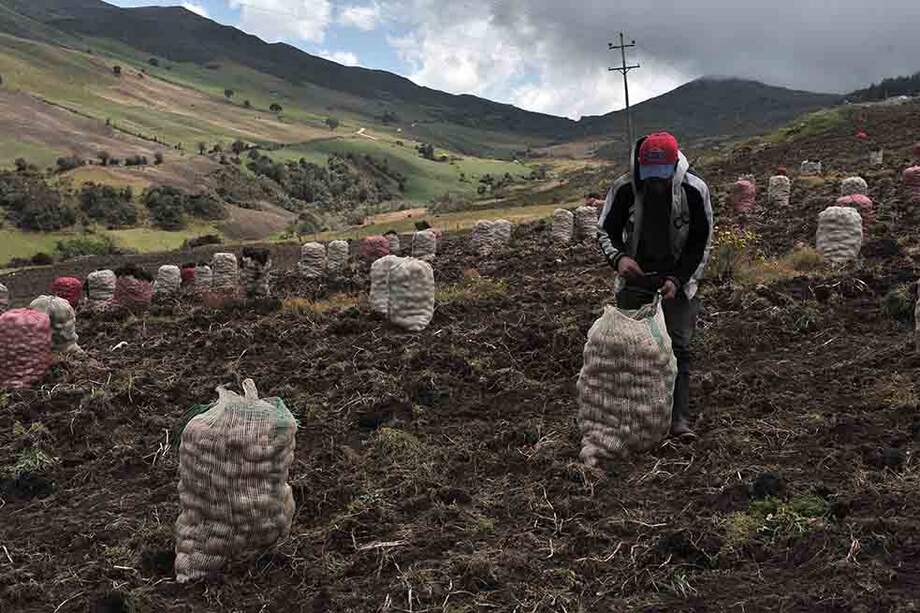 Los precios de la papa superaron el 30% durante 2014, como respuesta al paro agrario. / Archivo El Espectador