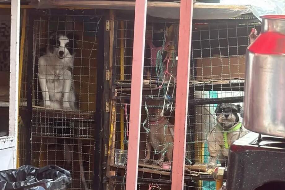 Las imágenes generaron rechazo inmediato entre ciudadanos y defensores de los derechos de los animales, quienes consideran que este tipo de prácticas pueden constituir maltrato, incluso si no hay agresión física directa. Advierten que el encierro prolongado, la falta de movilidad y el estrés emocional afectan gravemente el bienestar de los animales.