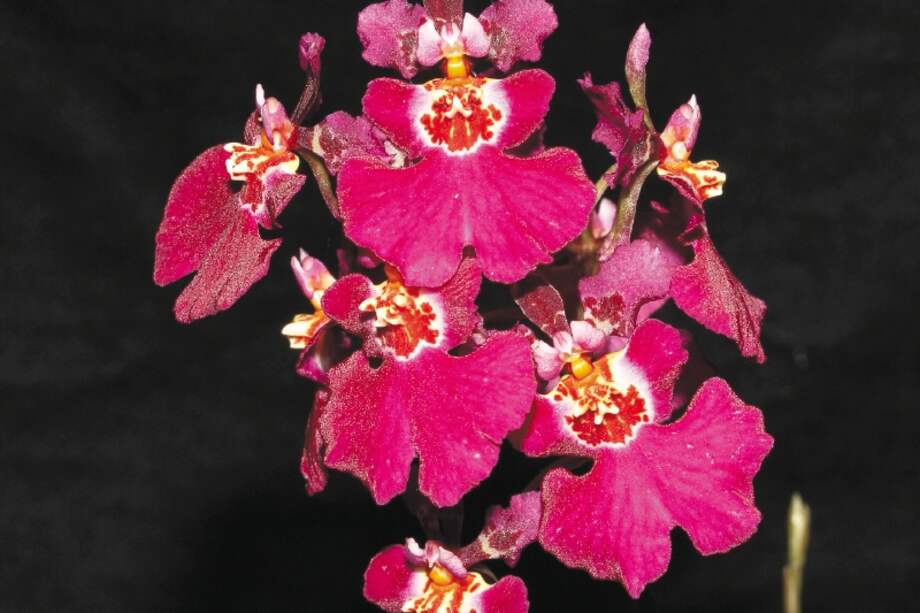 Un banco genético criollo para conocer los secretos de las orquídeas