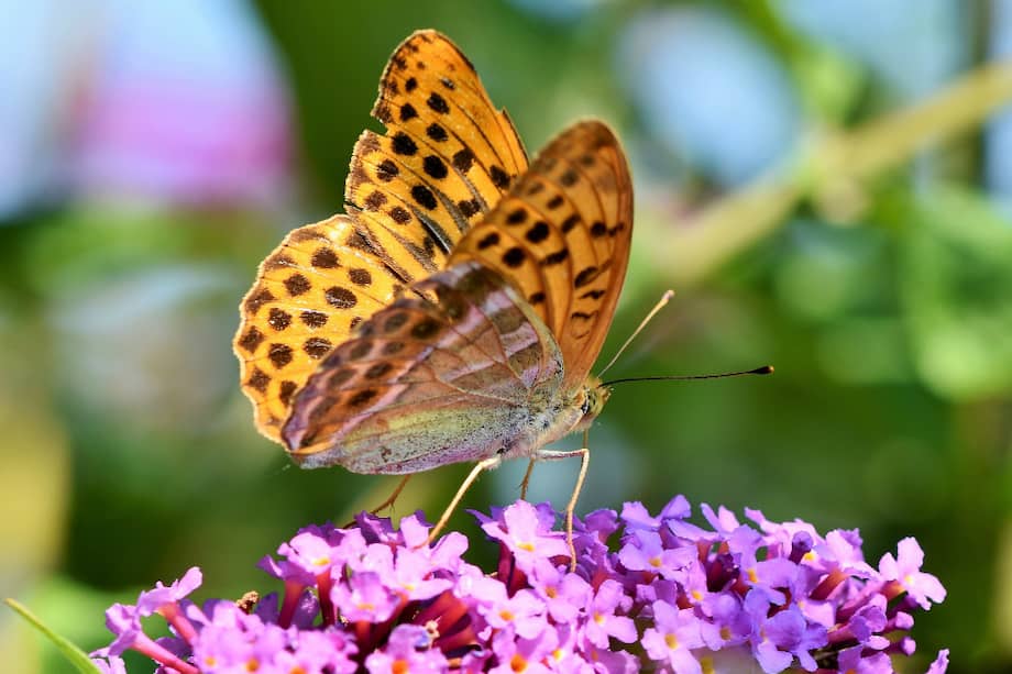 El Centro Nacional de Mariposas se encuentra en la ciudad de Mission (Texas). / Pixabay