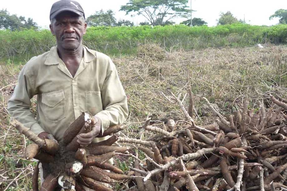José Virgilio Ocoró, “Don Gligerio”, cultiva yuca desde hace 30 años y con su producción se desarrollan experimentos para producción de bioetanol a partir de yuca. / Fotos Mariana Escobar