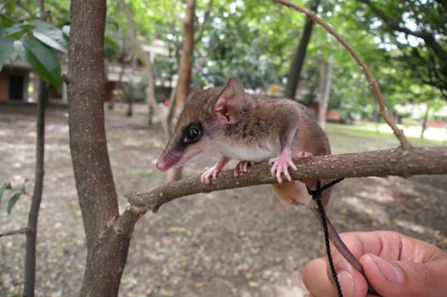 La Marmosops chucha, una de las especies identificada, se ubica en la ribera oeste del río Magdalena. / Cortesía: Eafit.