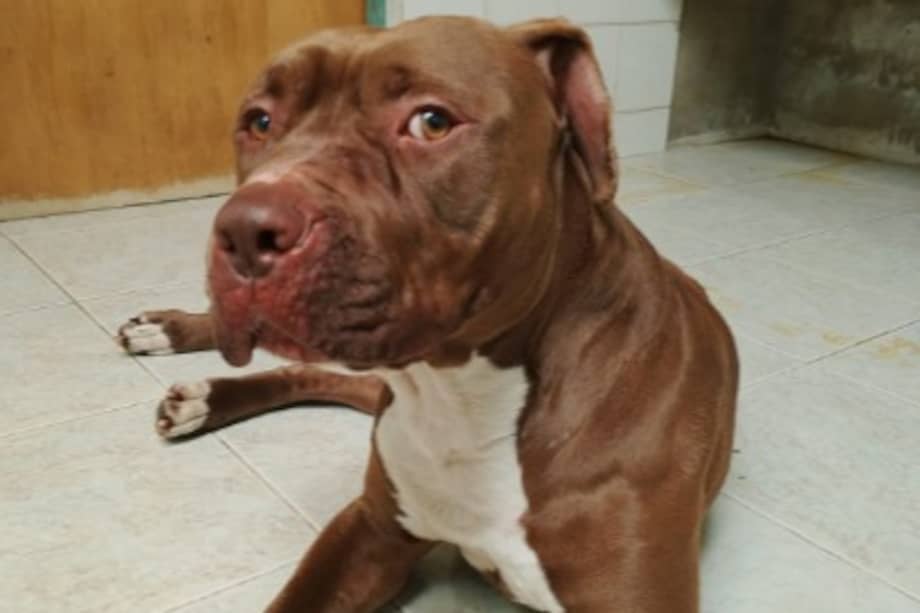 Tras sufrir maltrato y ser abandonado en las calles de Bogotá, Morgan permanece en un hogar de paso mientras espera ser adoptado.