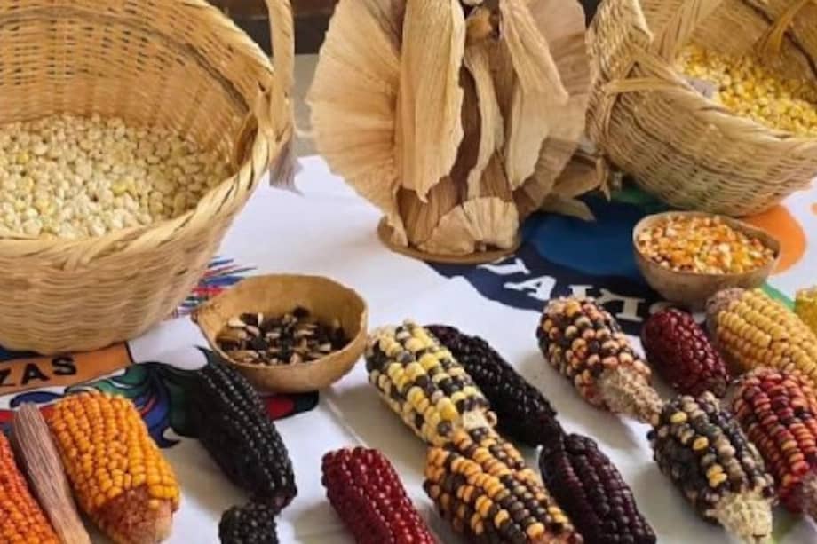 Gobernación de Cundinamarca lanzó estrategia pare reivindicar agricultura ancestral en el departamento