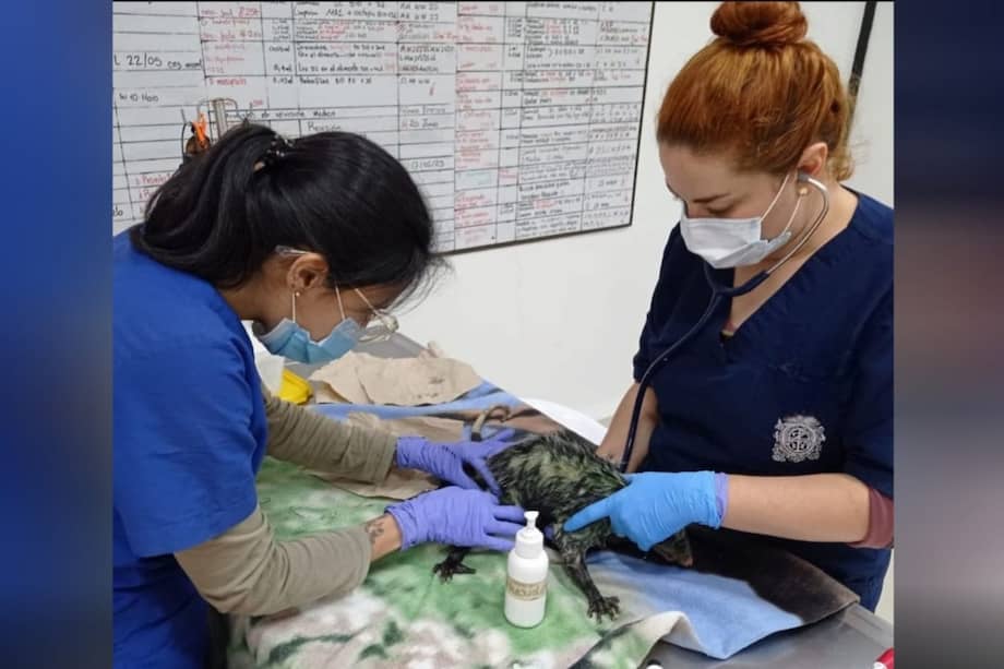 La zarigüeya más grande falleció este 16 de mayo, tras sufrir un paro respiratorio.