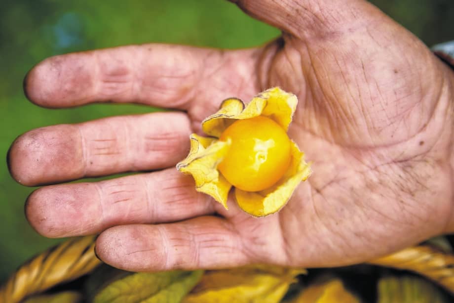 La uchuva fue una de las protagonistas en Macfrut 2023.