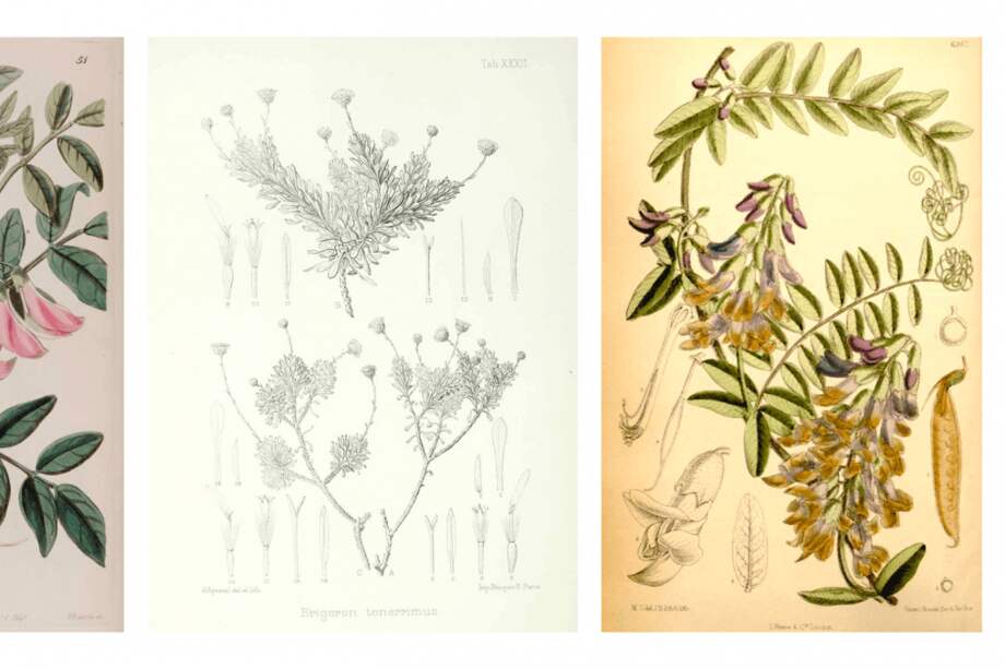 Ilustraciones botánicas de especies de plantas extintas. De izquierda a derecha: Streblorrhiza speciosa, Tetramolopium tenerrimum y Vicia dennesiana. / CSIC
