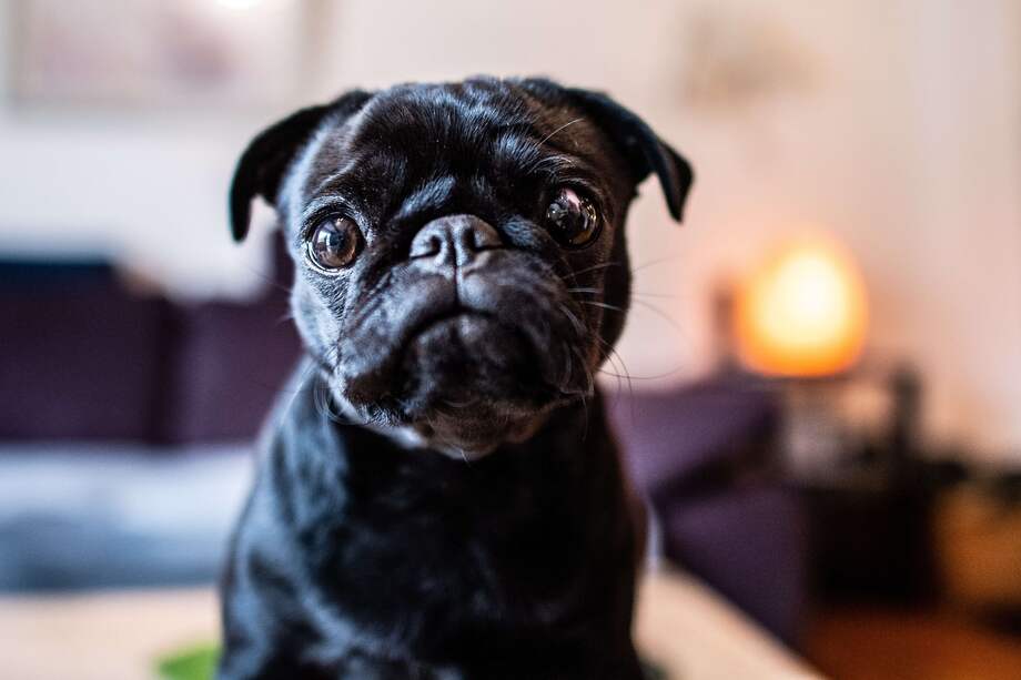 El pug llamado Edda, ahora "Wilma", fue incautado por funcionarios locales de Ahlen de una familia que no había podido pagar sus deudas a las autoridades de la ciudad. / AFP