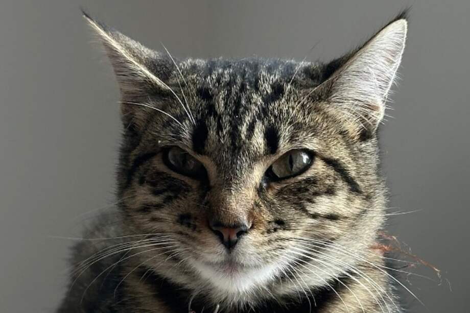 Miel está vacunada, esterilizada, desparasitada y con todos sus exámenes virales al día.