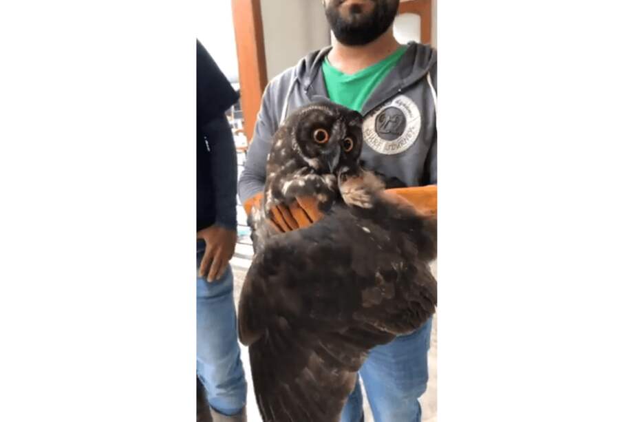 Este es el búho. / Alcaldía de Amalfi