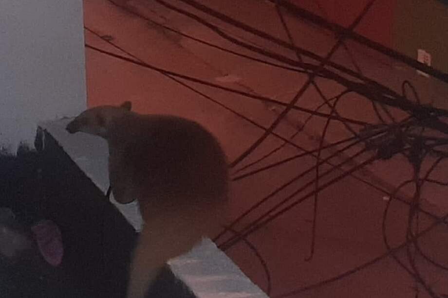 Durante 2021, fueron rescatados cerca de 400 animales silvestres víctimas de tráfico ilegal en la capital.