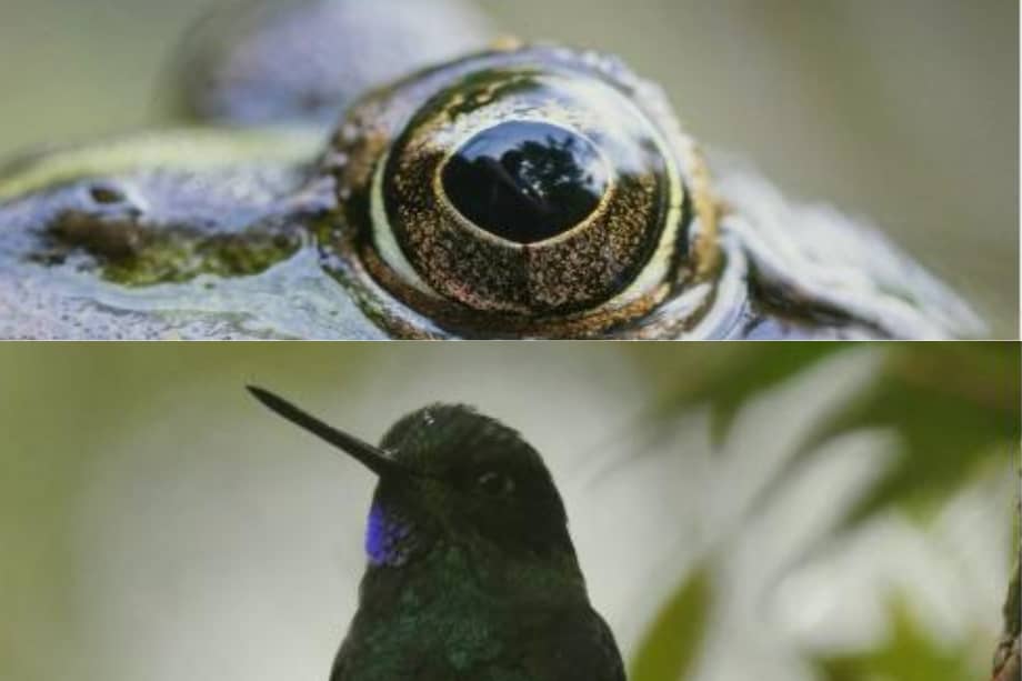 En Colombia, 36 ranas endémicas de los géneros Atelopus y Pristimantis están en riesgo inminente de desaparecer por el conflicto. La investigación de la JEP identificó que, en total, 44 especies silvestres se encuentran en estado crítico de extinción por esta misma causa.