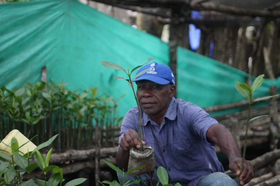Antonio García es uno de los seis recuperadores de los manglares en el municipio de Nuquí. / Fotos: Francisco Acosta