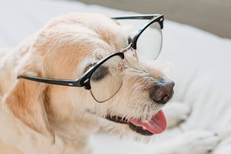 Aunque muchos de estos casos corresponden a razas consideradas altamente inteligentes, como el border collie, la habilidad también se detectó en perros de otras razas y mestizos, incluidos shih tzu, yorkshire terriers y pequineses.