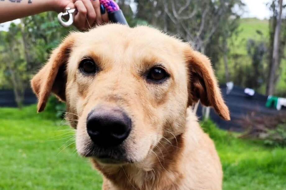 Tammy fue adoptada el 26 de octubre tras más de 600 días en el refugio, marcando un nuevo comienzo lleno de amor y compañía.