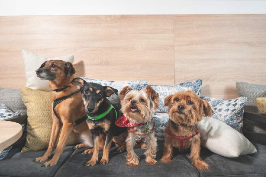 ¿Se debe limitar el número de mascotas por familia?