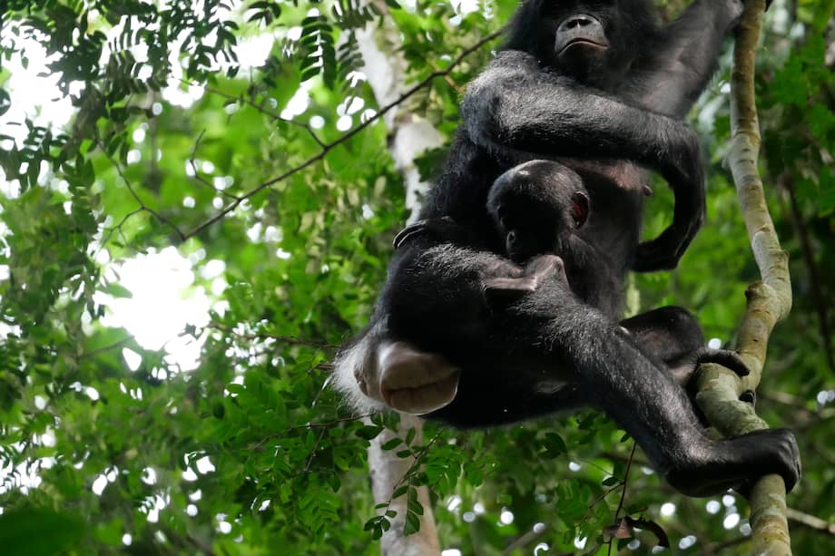 MADRID, 12/04/2024.-Dos ejemplares de bonobo en Kokolopori Bonobo Reserve (Democratic Republic of Congo). Un equipo internacional de investigadores ha hecho el seguimiento focal y comparativo más completo hasta la fecha de un grupo de bonobos y chimpancés, descubriendo que los machos bonobos son más agresivos de lo que se pensaba. Las conclusiones de su estudio, recogido este viernes en la revista Current Biology, se basan en el análisis de los índices de agresividad de los machos en tres comunidades de bonobos de la Reserva de Kokolopori (República Democrática del Congo) y dos comunidades de chimpancés del Parque Nacional de Gombe (Tanzania).EFE/ Maud Mouginot.