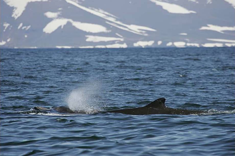 186 ejemplares de ballenatos de Cuvio fueron encontrados en las Islas del Comandante entre 2008 y 2019.