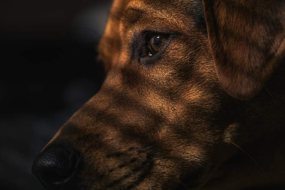 Foto referencia. / Pixabay.