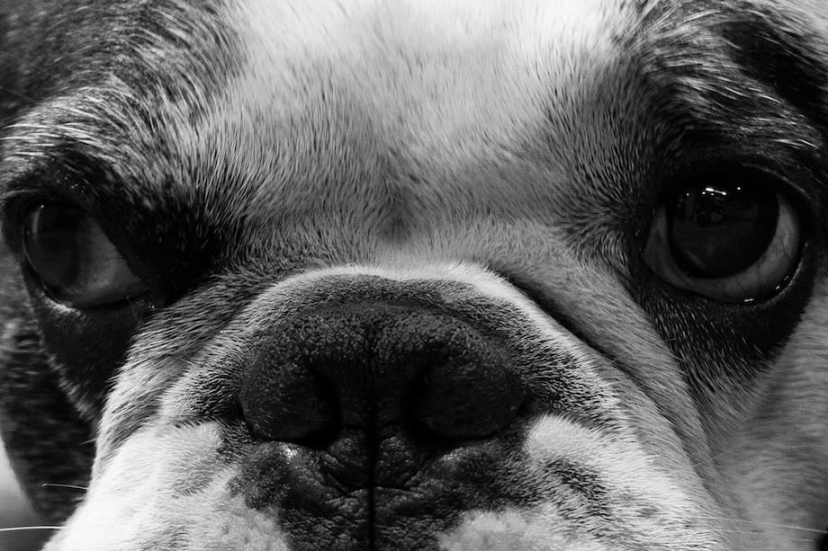 Este es Narco Pedro, la mascota de Rodolfo Hernández.