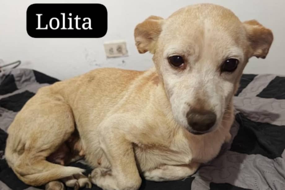 Lolita es una perrita de más de 10 años que padece un tumor mamario y que actualmente recibe tratamiento.