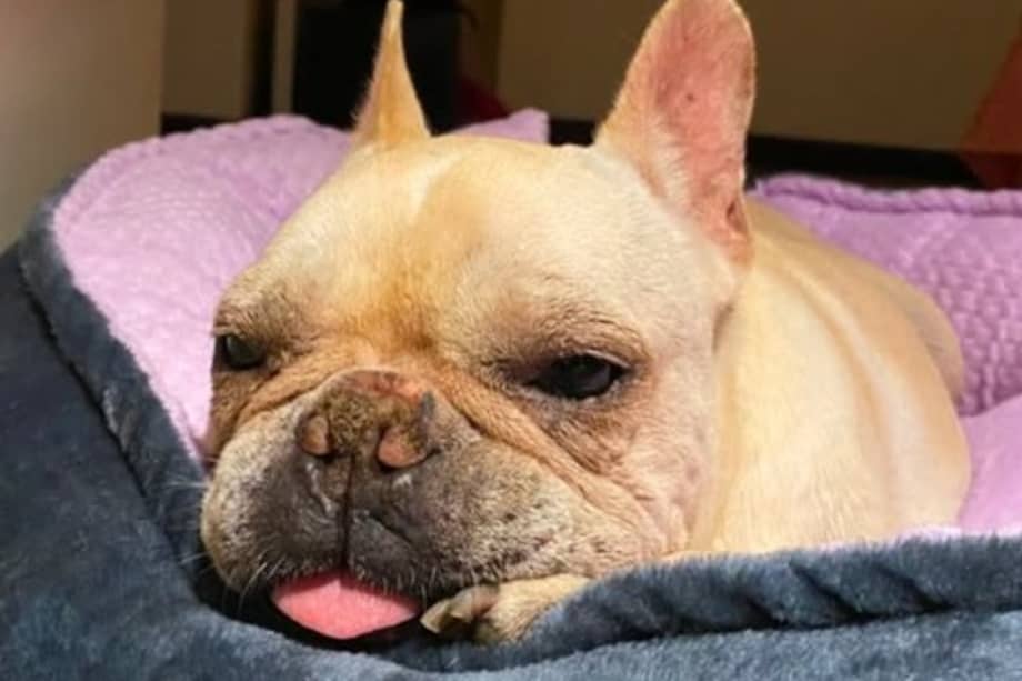 Stitch padece cáncer en el paladar y actualmente vive sus días rodeada de cuidados y cariño.