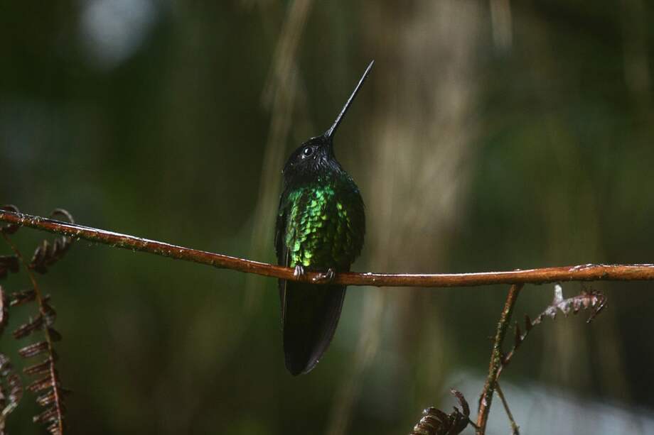 La Fundación Proaves ofrece recorridos por sus diferentes reservas, como la de Urrao, único hogar del colibrí del sol y otras especies como el loro multicolor y el pinchaflor de vientre castaño.