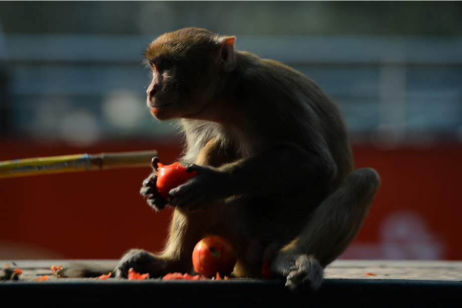 Imagen de referencia /AFP