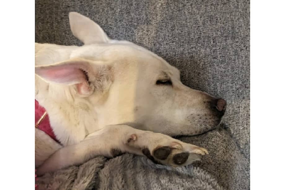 El animal logró sobrevivir tras recibir tratamiento oportuno con carbón activado.